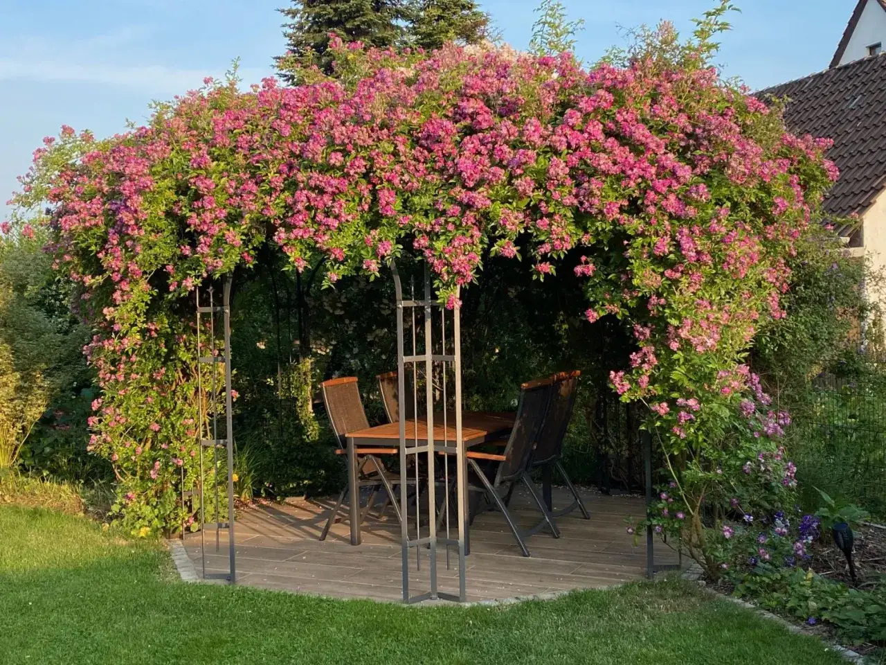 Ein Rosenbogen mit üppiger Ramblerrose, der zum Schneiden einlädt. Darunter ein Tisch mit Stühlen.
