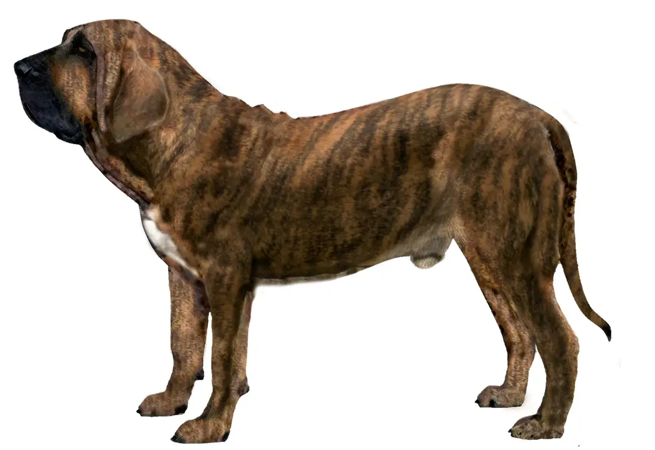 Un imponente fila brasile&ntilde;o, con su pelaje atigrado y mirada alerta, posa con orgullo.