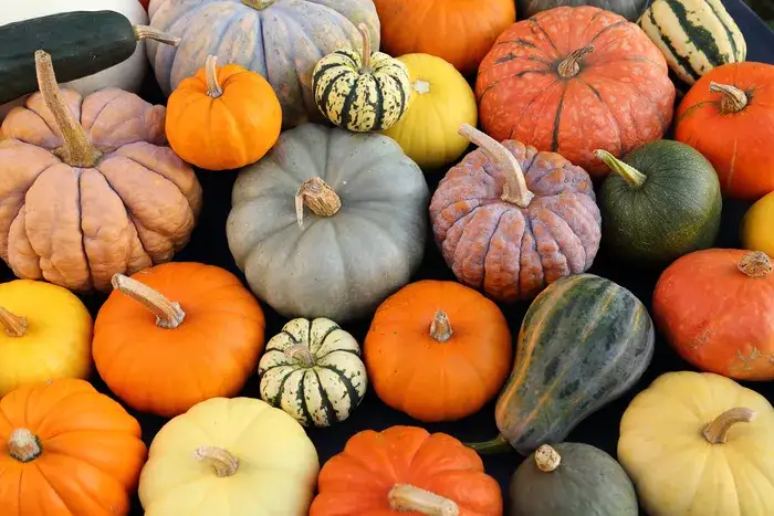 varietà zucca cucina