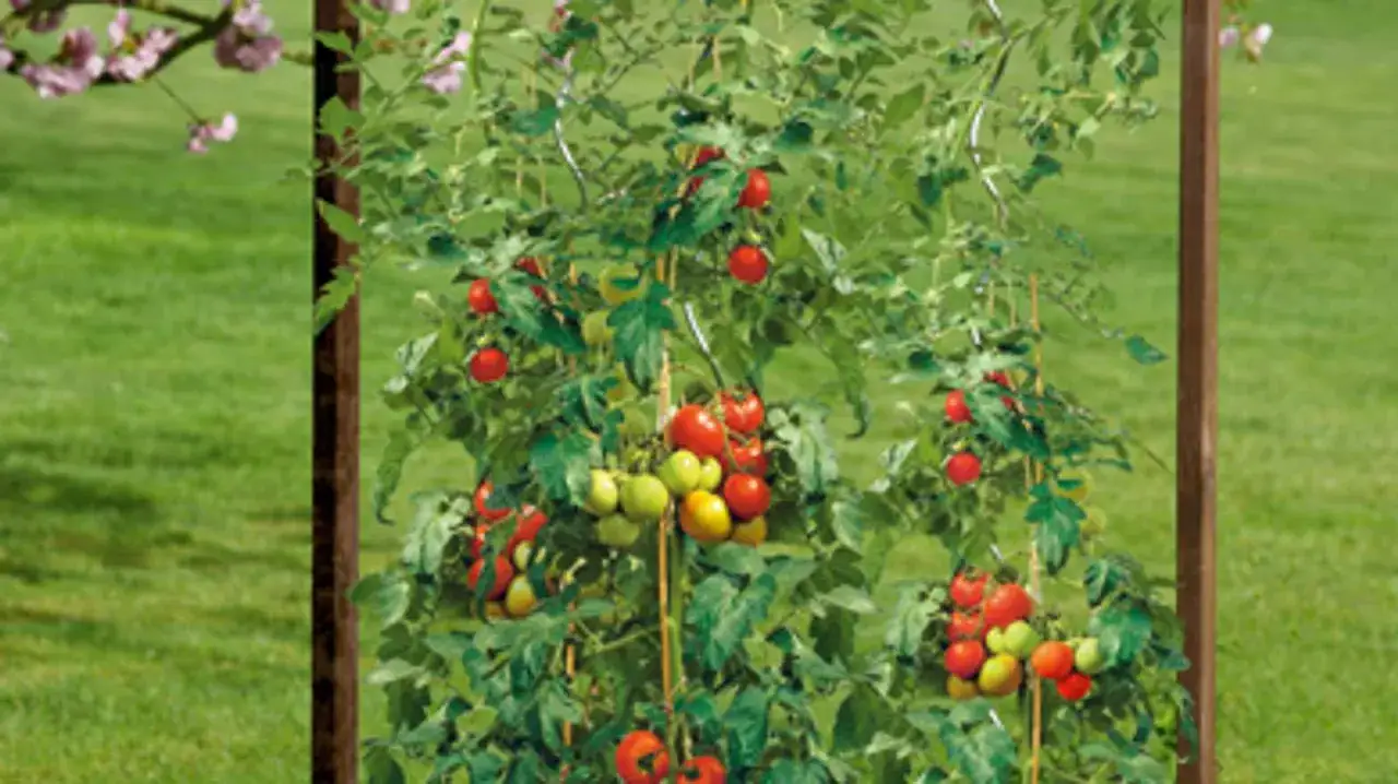 Reife und grüne Tomaten hängen an üppigen Tomatenpflanzen, die an Holzpfählen hochwachsen.