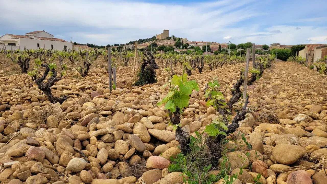 Vignes caillouteuses de Châteauneuf-du-Pape, avec le village et son château en arrière-plan. Le sol rocailleux promet un futur meilleur Châteauneuf-du-Pape.