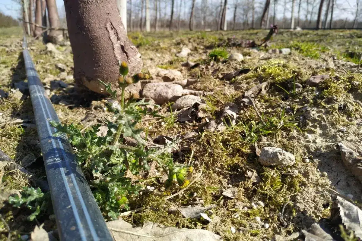 Orkan na chwasty. Młode pędy rośliny z żółtymi pąkami walczą o przetrwanie obok rury nawadniającej i pnia drzewa.