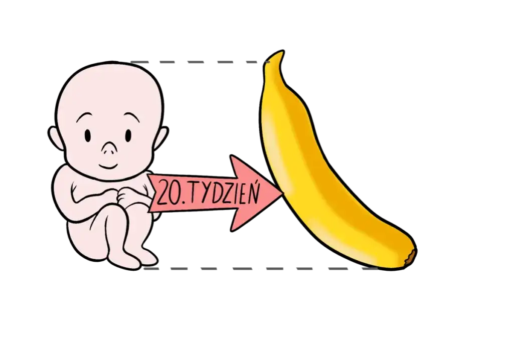 20 tydzień ciąży wielkość płodu por&oacute;wnanie banan