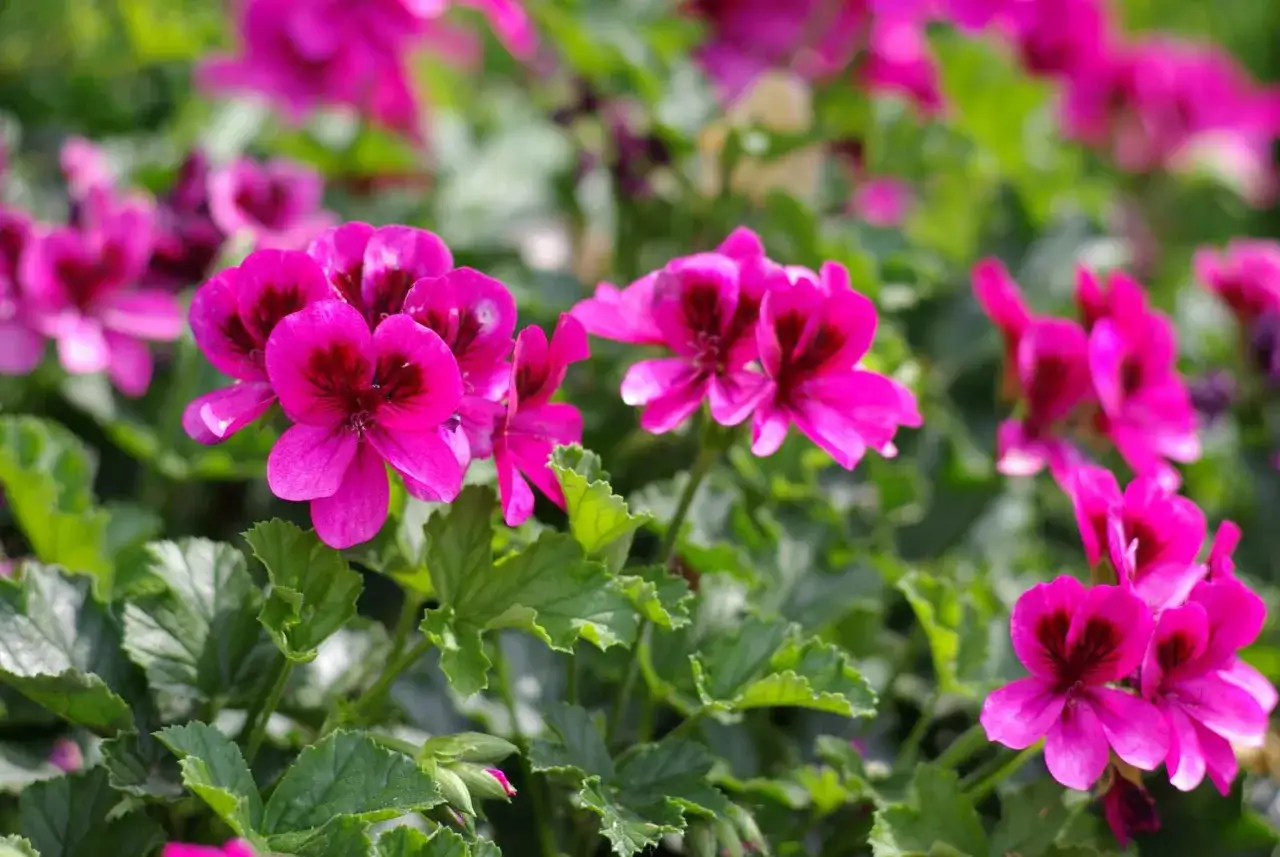 Gros plan sur des géraniums roses vifs, leurs pétales délicats contrastant avec le feuillage vert. Un arrosage régulier leur permet de s'épanouir ainsi.