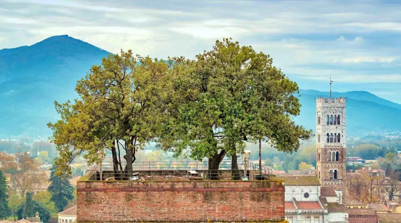 Alberi in cima alla Torre Guinigi, con la citt&agrave; e le colline sullo sfondo.