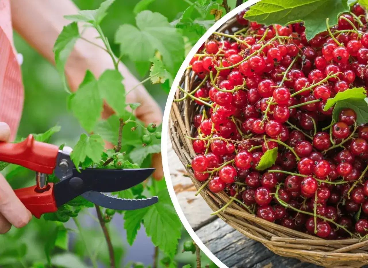 Przycinanie porzeczek: ręka z sekatorami przy krzaku i koszyk pełen czerwonych owoców.
