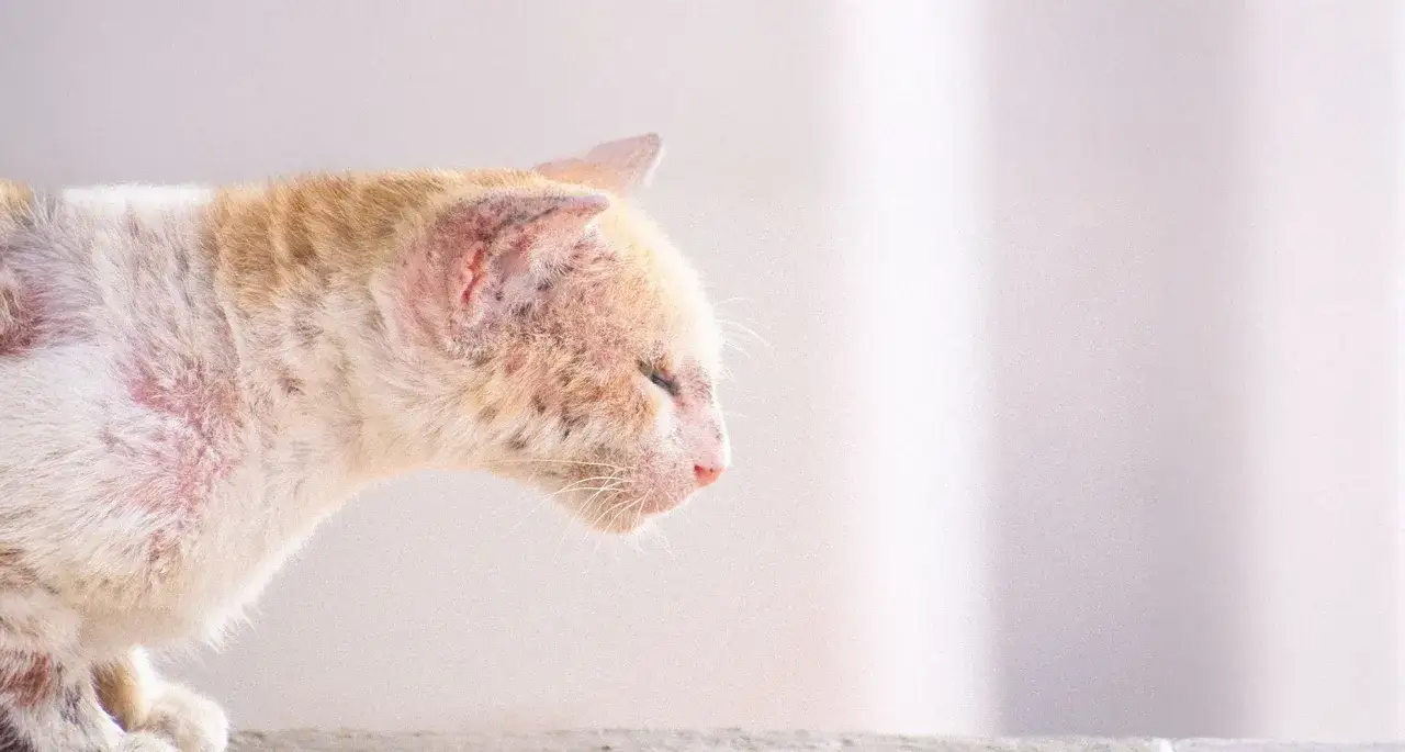 Un chaton souffrant de gale, sa peau irritée et rougie par la maladie.