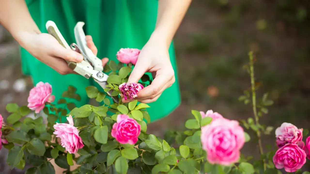 Hände schneiden verwelkte rosen im garten. Üppige rosa rosen blühen.