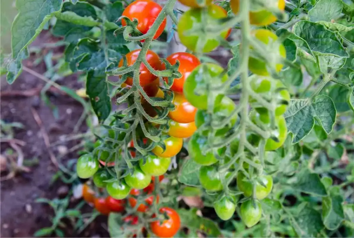 Grappoli di pomodorini verdi e rossi su un ramo. Una guida alla tabella concimazione pomodoro per una crescita ottimale.