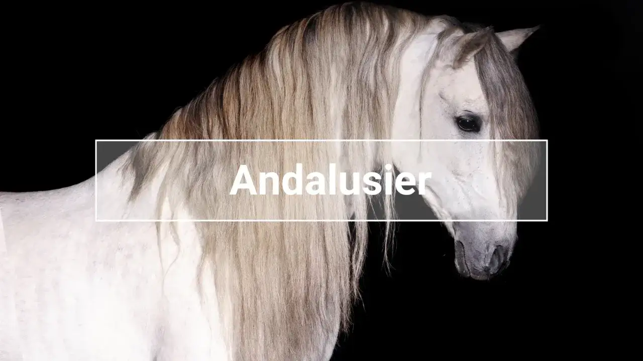 Ein majestätisches Pferd der Rasse Andalusier mit langer, wallender Mähne vor schwarzem Hintergrund.