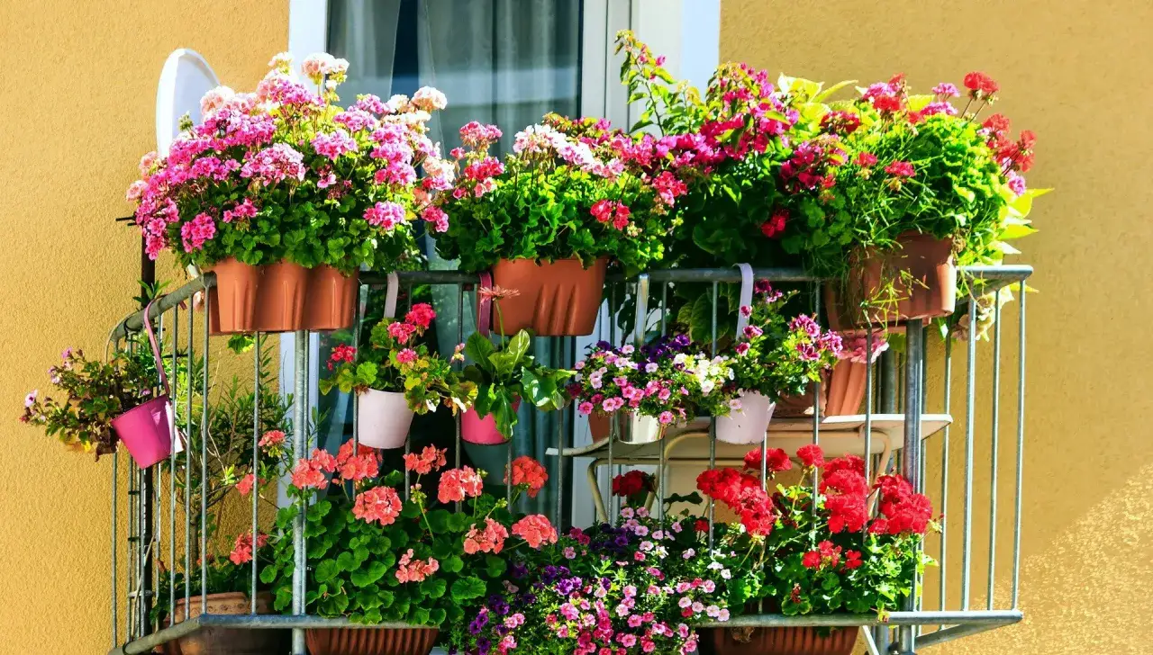Balkon pełen kwitnących, zwisających kwiatów balkonowych w odcieniach różu, czerwieni i fioletu.