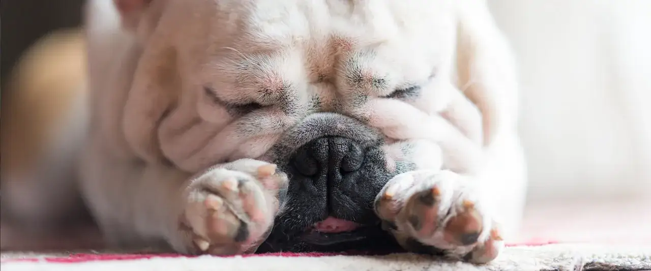 Śpiący buldog francuski, z łapkami przy pyszczku, charczy jakby miał coś w gardle.