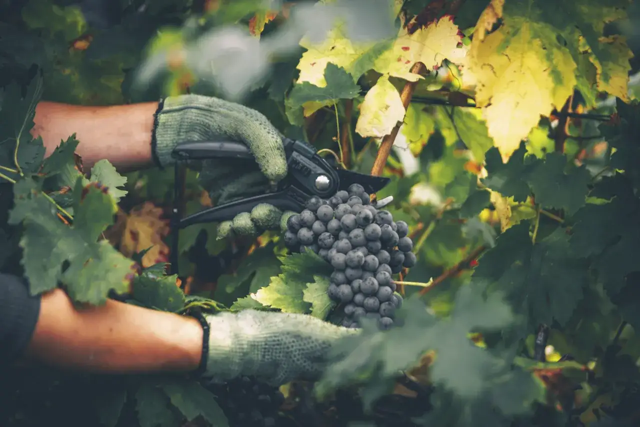 Ręce w rękawiczkach przycinają kiść ciemnych winogron. To idealny moment, kiedy zbierać winogrona na wino, gdy liście zaczynają żółknąć.