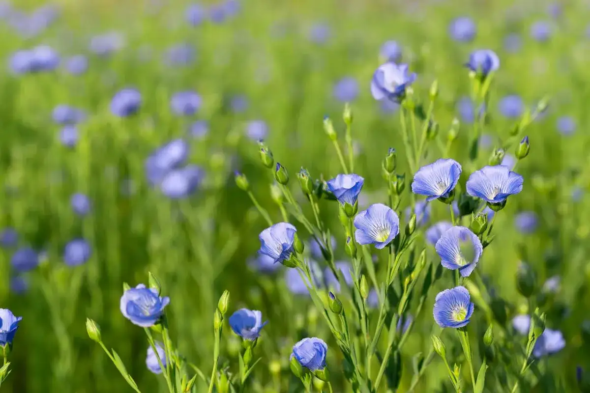 Champ de fleurs de lin bleues, délicates et lumineuses, se balançant doucement dans la brise estivale.