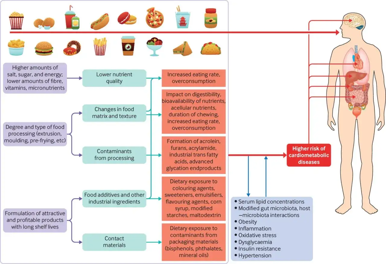 Diagrammet visar hur **ultraprocessad mat** leder till lägre näringskvalitet, ökad konsumtion och bildning av skadliga ämnen, vilket ökar risken för hjärt-kärlsjukdomar.