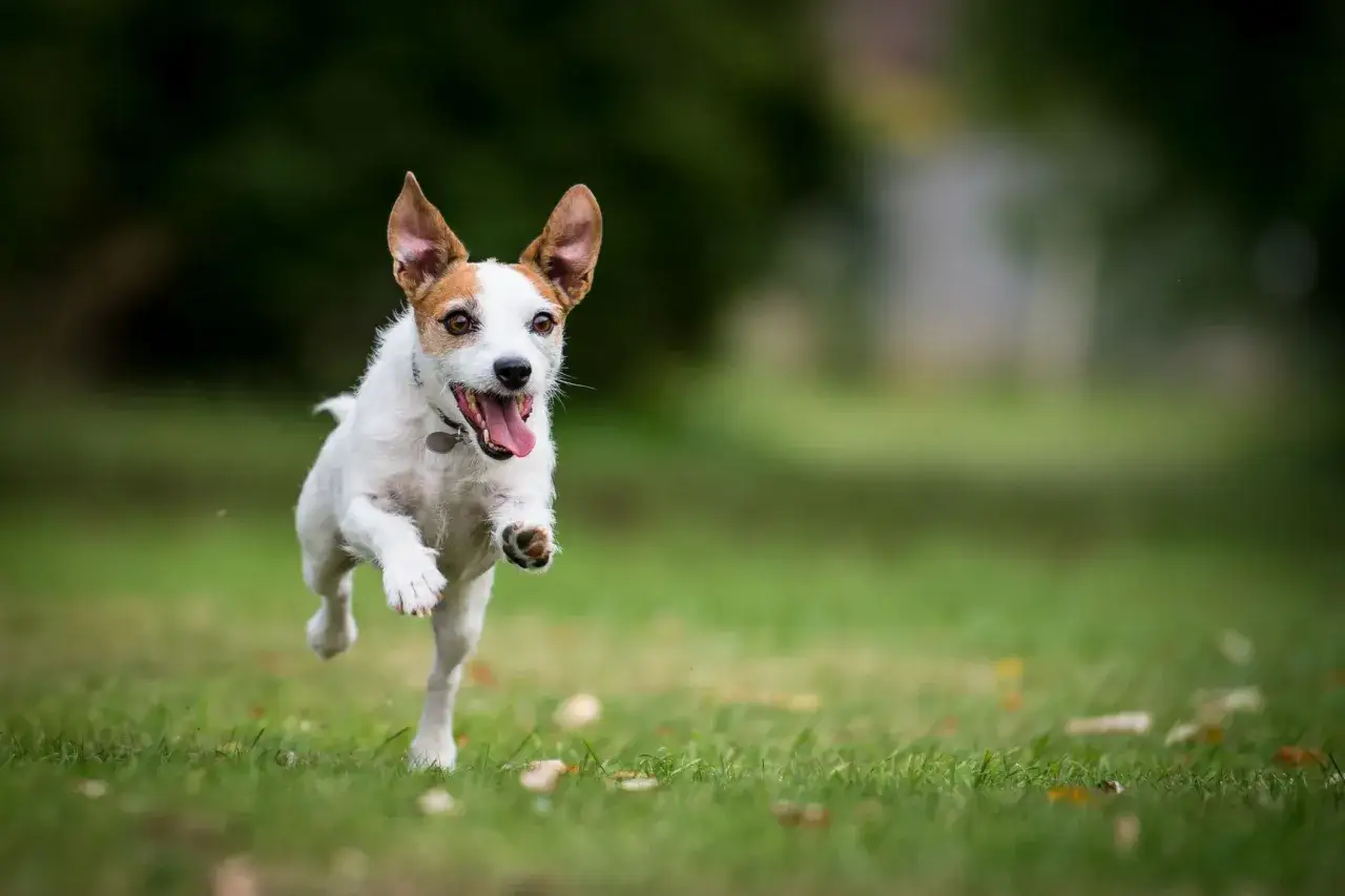Radosny jack russell terrier usposobienie pokazuje podczas biegu po trawie. Wesoło macha językiem, a jego uszy sterczą w powietrzu.