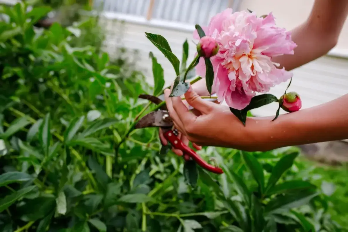 Hände mit einer Gartenschere schneiden eine zarte rosa Pfingstrose. Der Garten ist voller grüner Blätter.