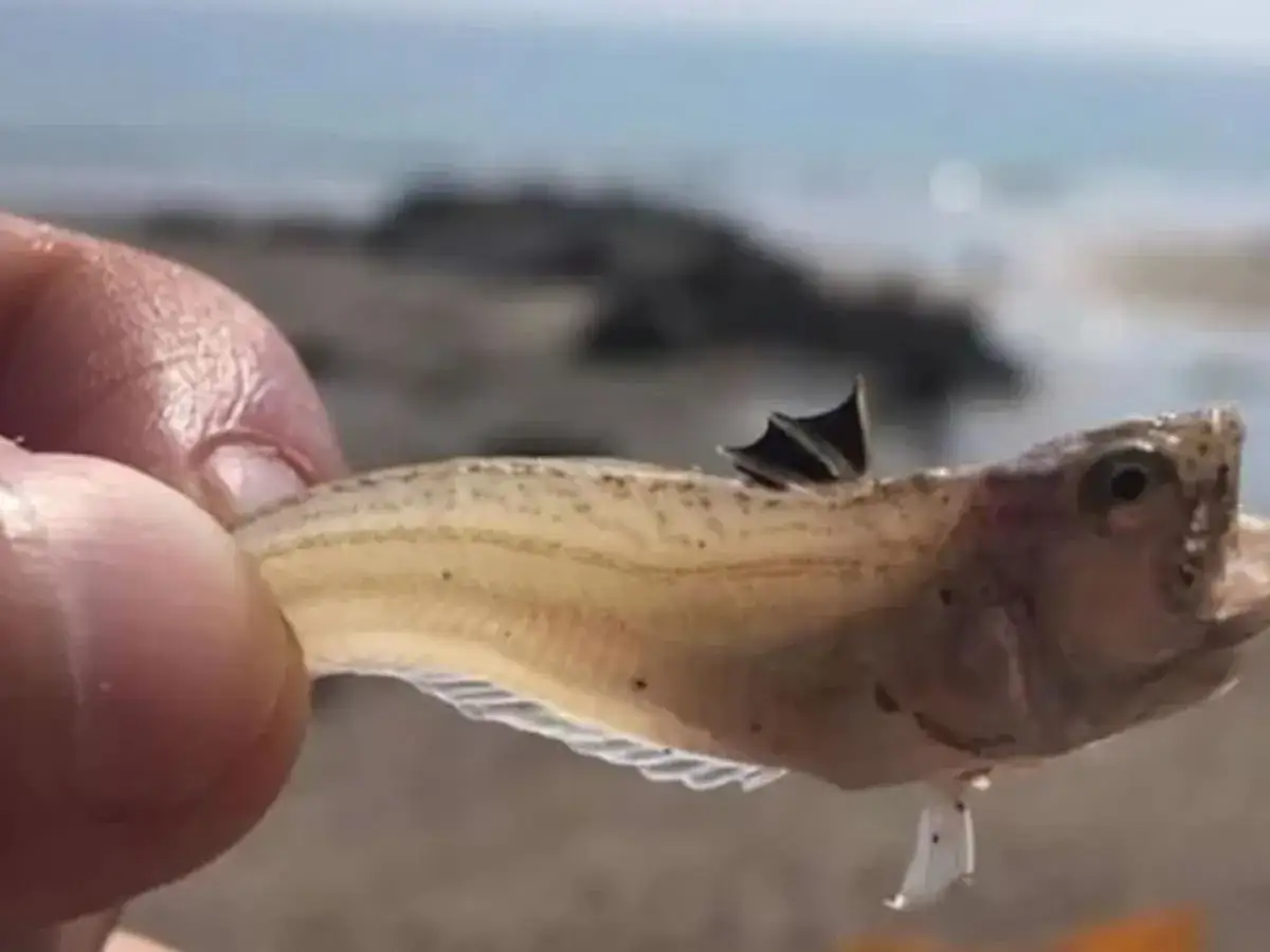 Un pez escorpi&oacute;n peque&ntilde;o, con aletas oscuras, sostenido por dedos. &iexcl;Cuidado con su picadura!