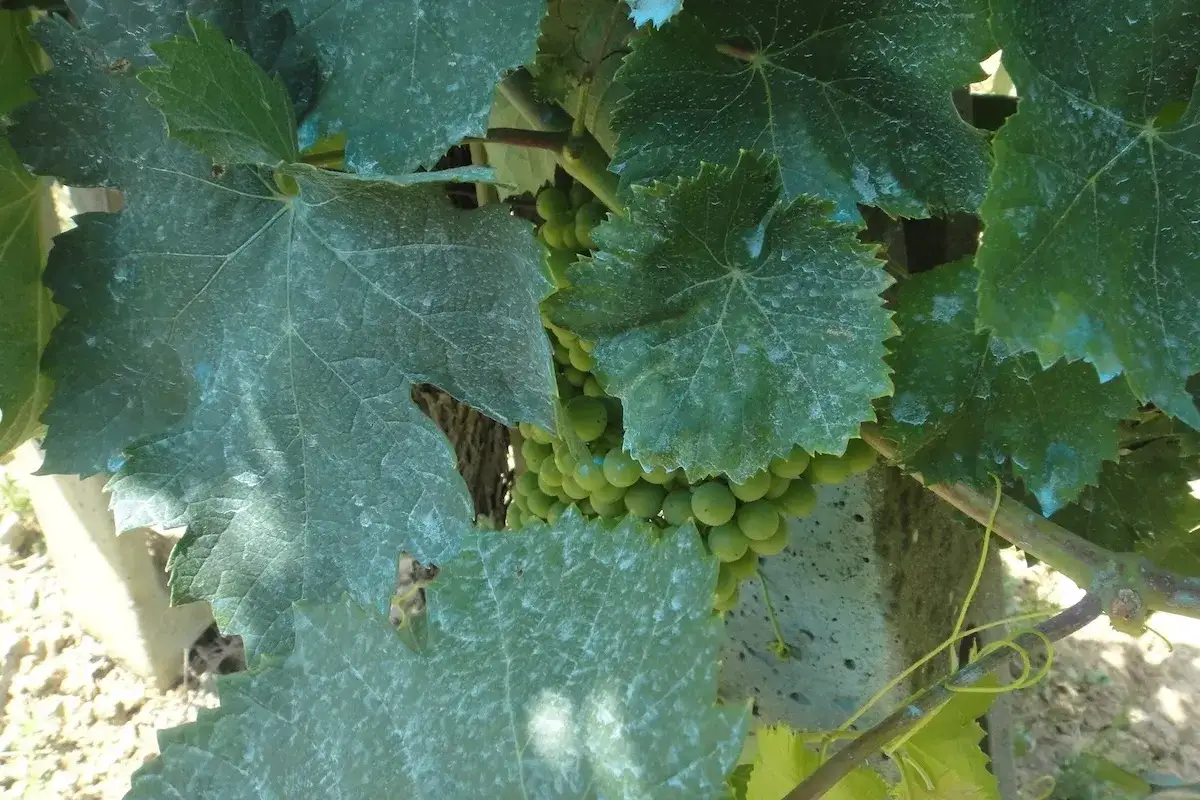 Foglie di vite con residui biancastri, forse da trattamenti come il cobre nordox. Si intravede un grappolo d'uva acerba.