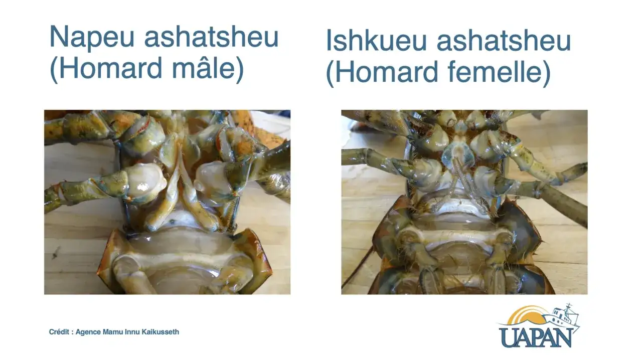 Comparaison des appendices abdominaux d'un homard mâle et d'une homard femelle, montrant les différences pour identifier le sexe.