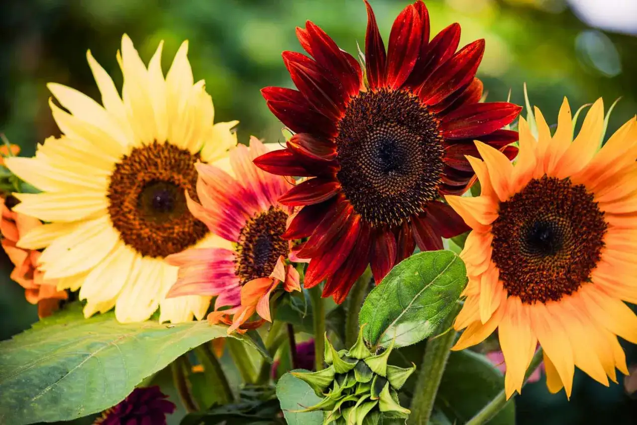 A bouquet of sunflowers in various colors, from yellow to deep red, with a bud in the foreground. These vibrant blooms make you wonder, are sunflowers perennials or annuals?