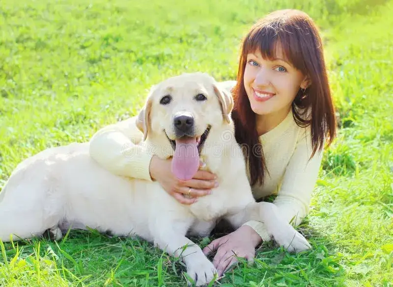 Szczęśliwy labrador z właścicielem