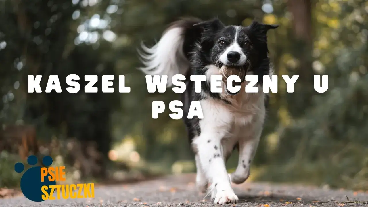 Border collie z piłką w pysku biegnie po ścieżce. Napis 