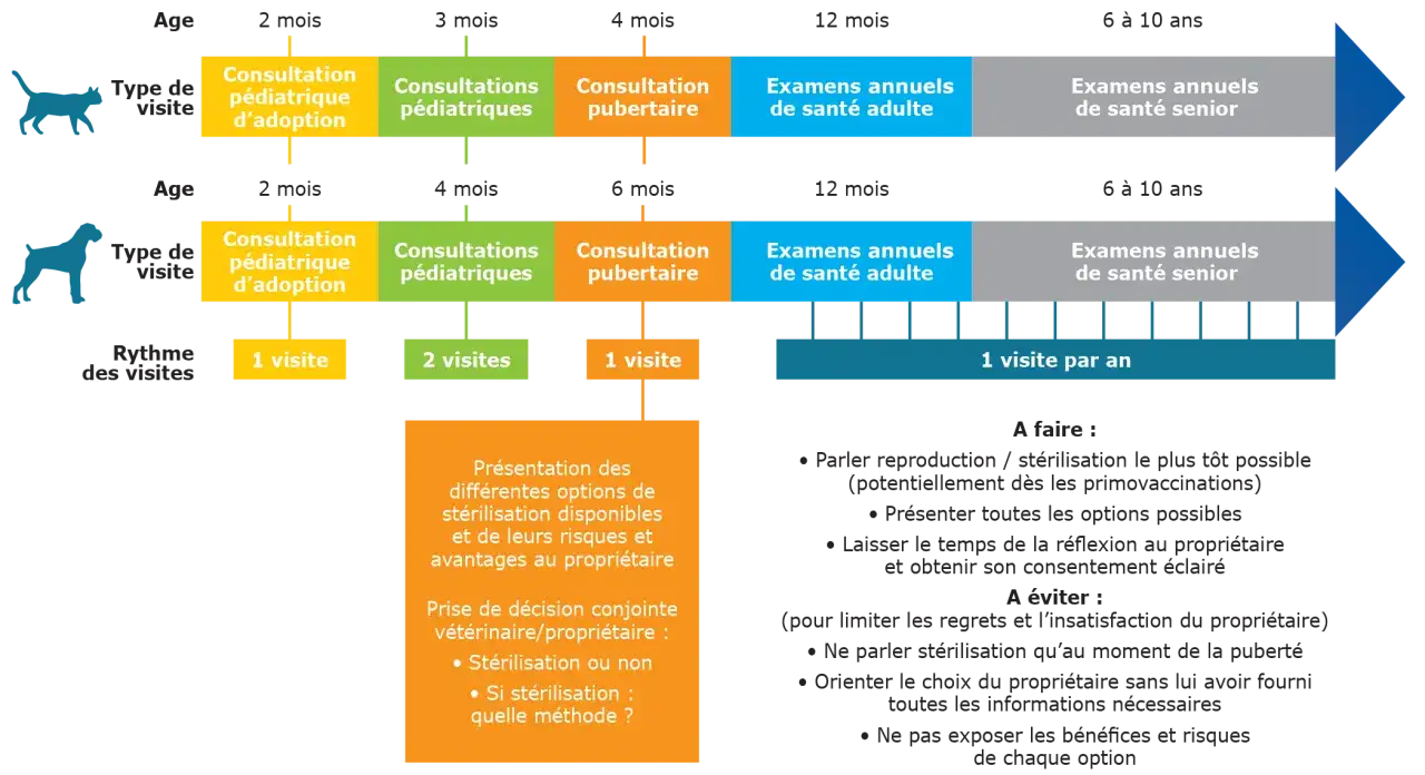 Calendrier des visites vétérinaires pour chiens et chats. Quand stériliser chienne ? Le schéma montre les consultations pédiatriques, pubertaires et annuelles.