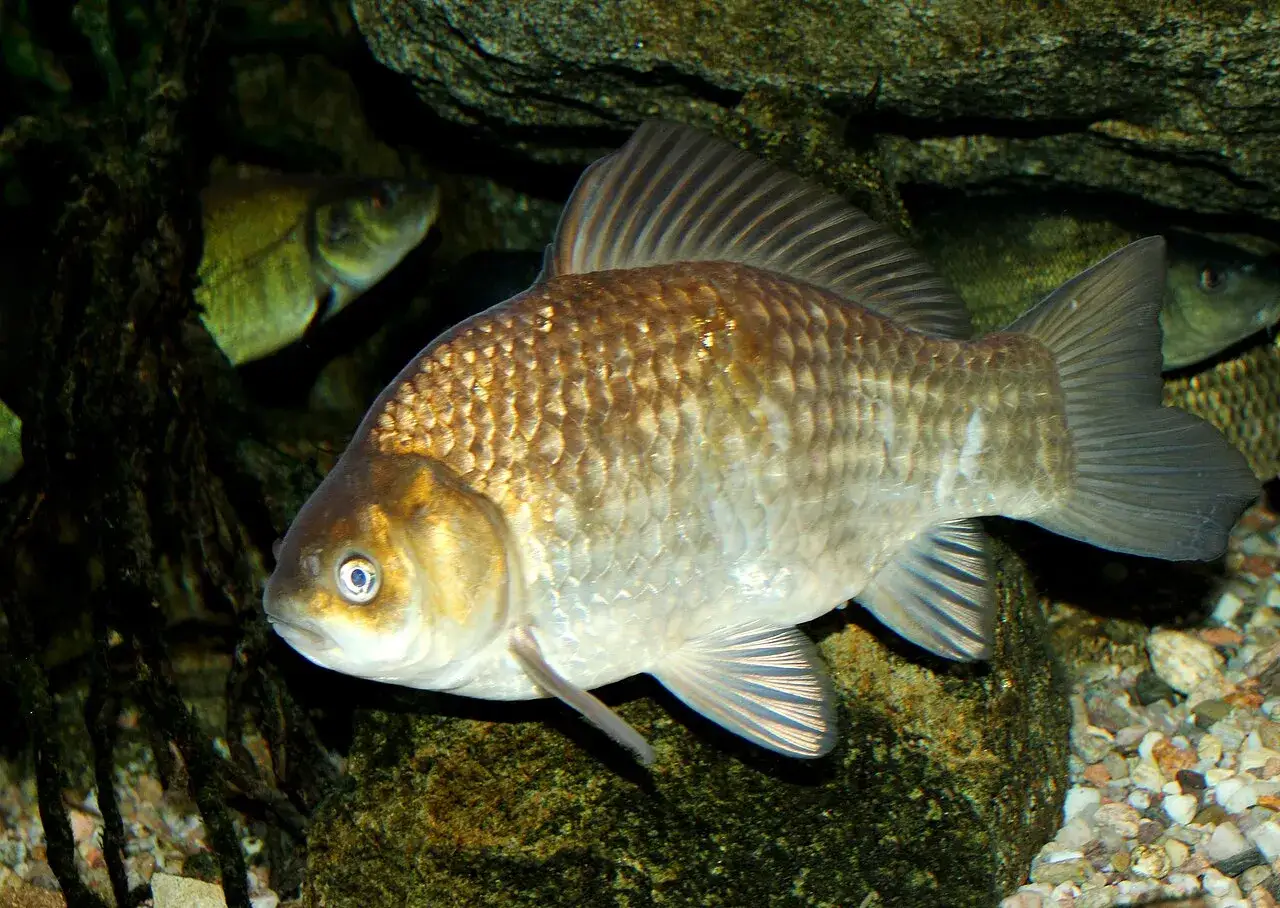 Karaś japończyk w swoim naturalnym środowisku, wśród kamieni i roślinności wodnej.