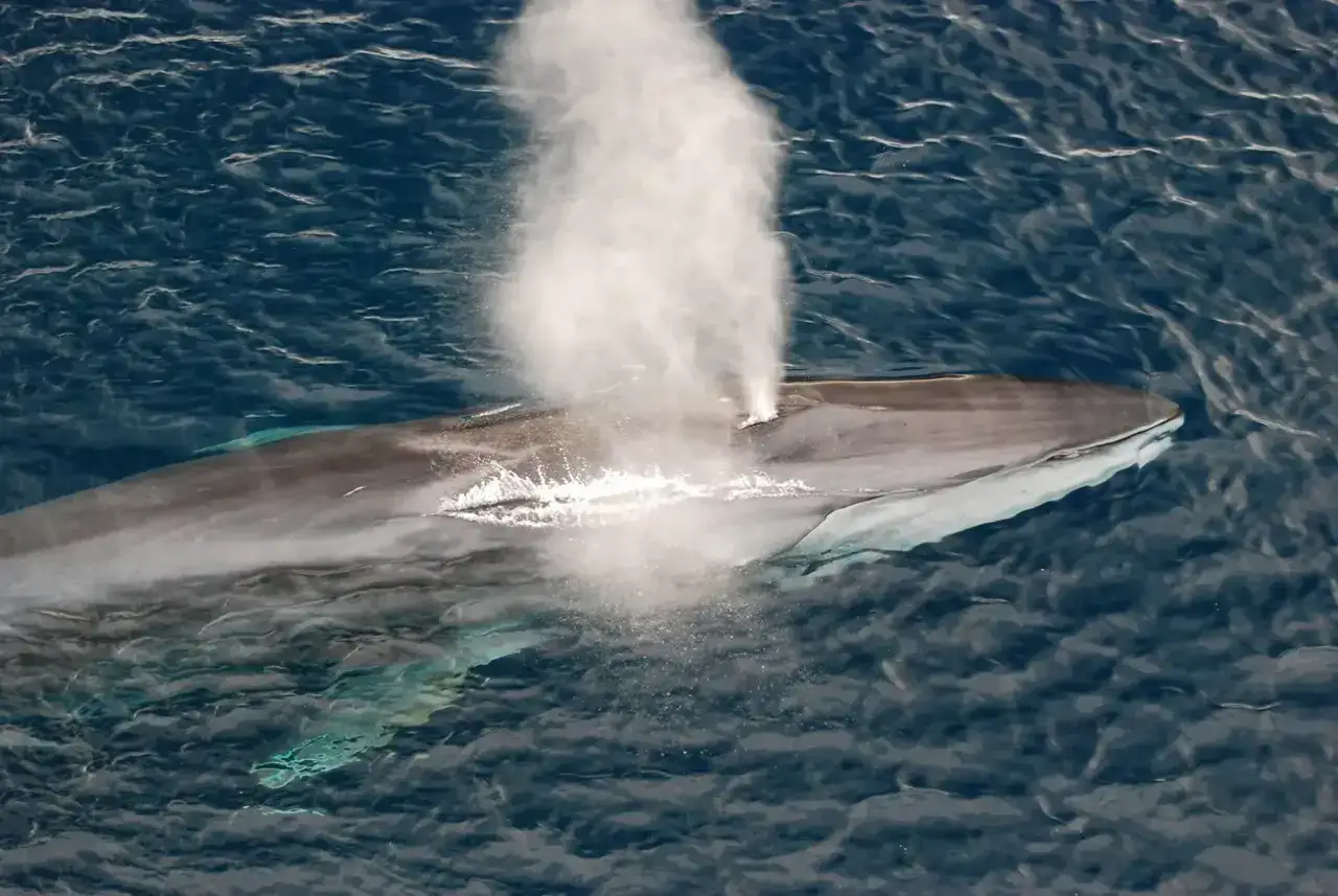 Una ballena rorcual emerge del oc&eacute;ano, exhalando una gran columna de vapor.