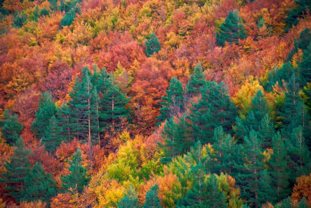El hayedo de Tejera Negra se viste de oto&ntilde;o con tonos ocres, verdes y amarillos, creando un paisaje vibrante.