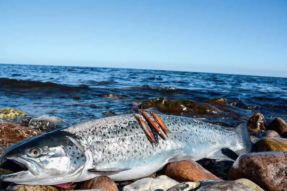 Ein großer Lachs liegt auf Steinen am Meer. Drei Köder liegen auf seinem Rücken. Ein erfolgreicher Tag beim Angeln auf Bornholm.
