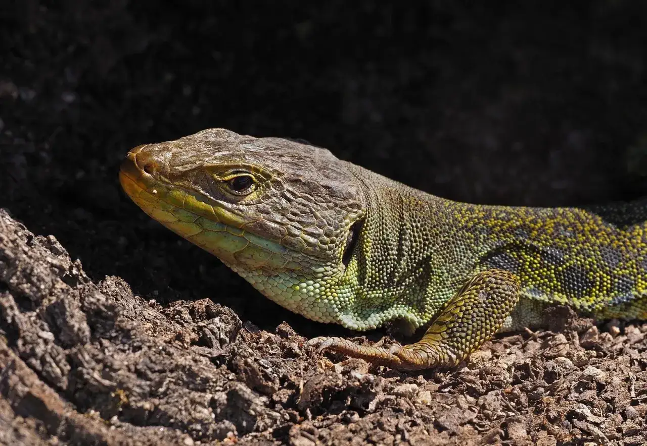 Un lagarto ocelado, con escamas verdes y amarillas, descansa sobre tierra y corteza.