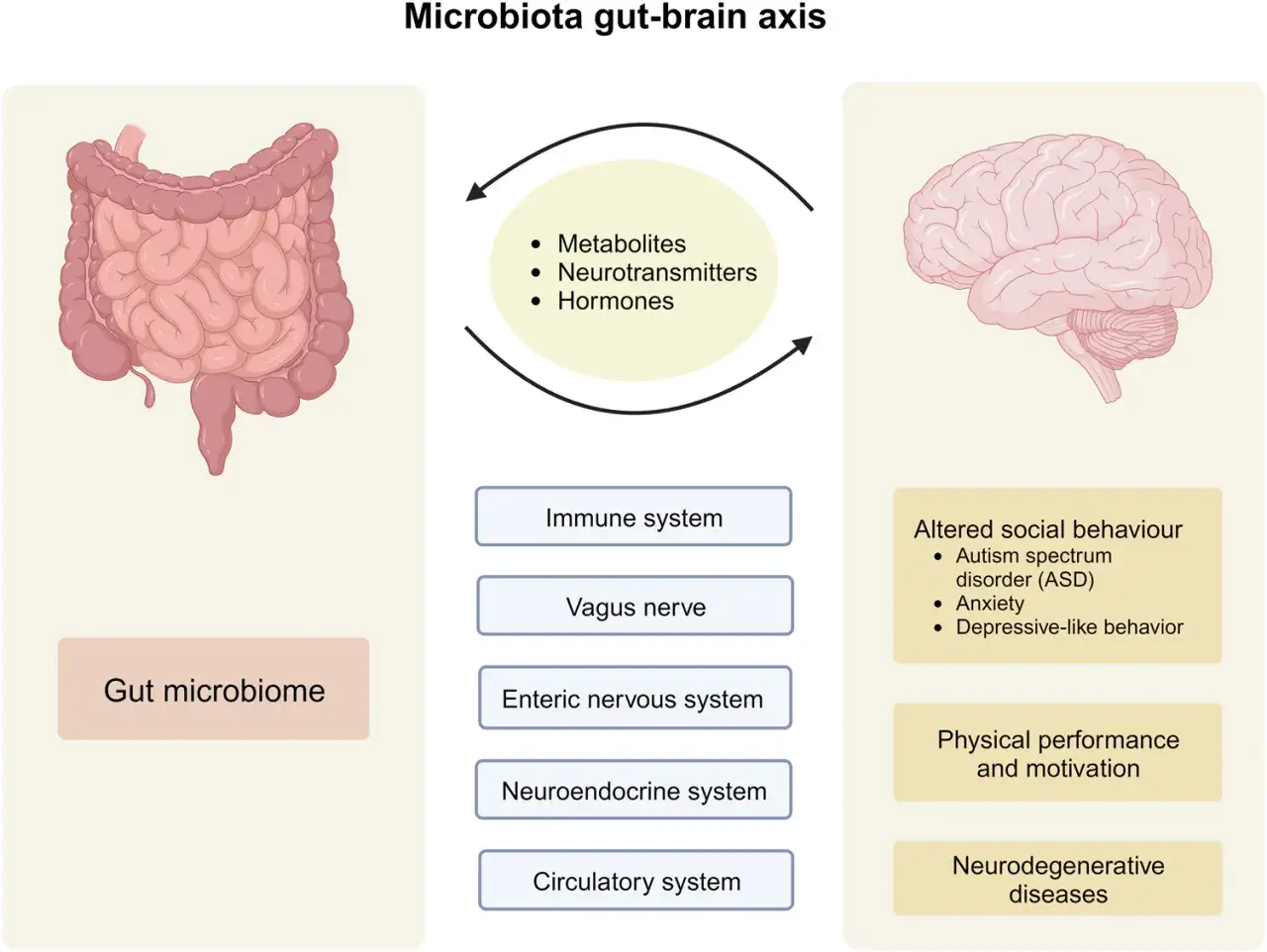 Asse intestino-cervello: il microbiota, con specie come Lactobacillus helveticus R0052 e Bifidobacterium longum R0175, influenza il cervello.