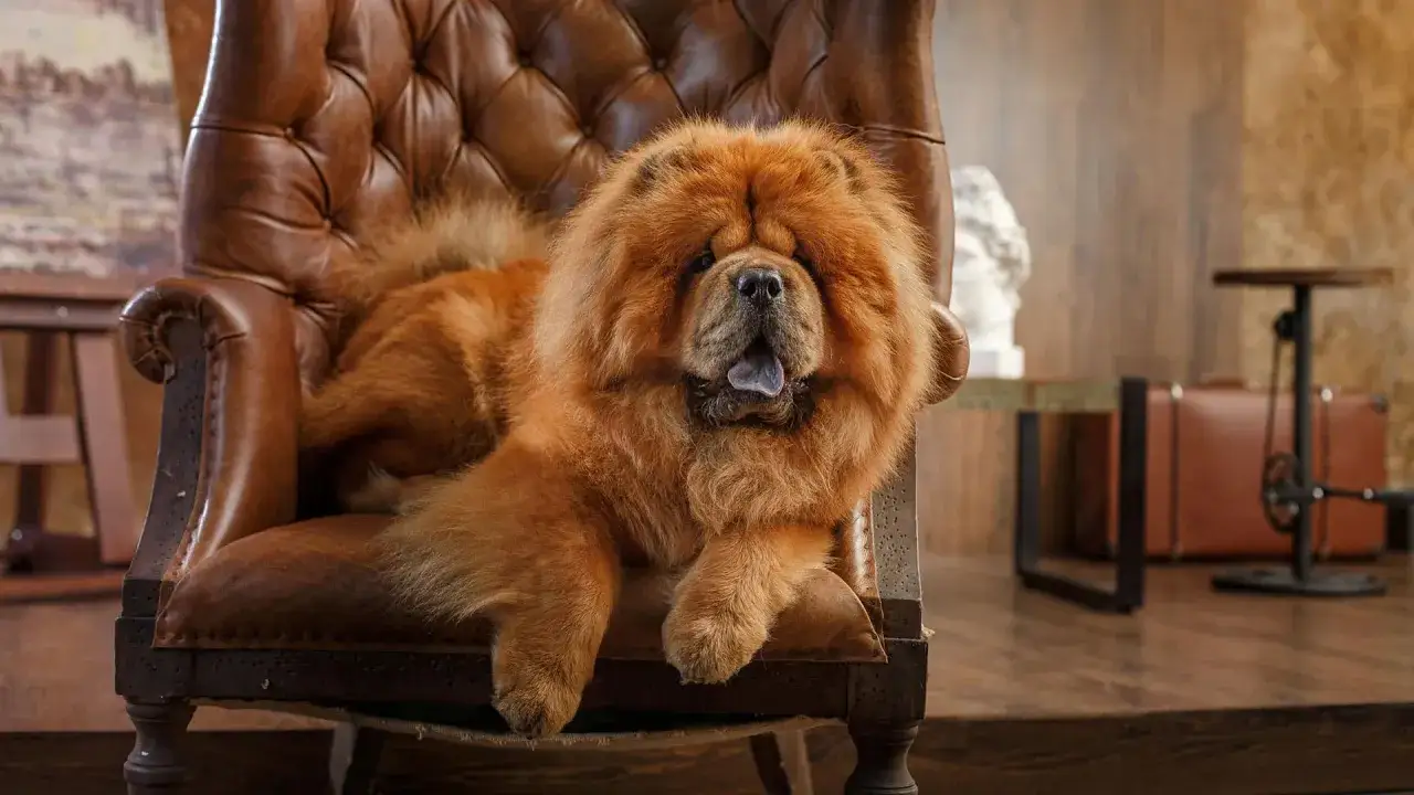 Puszysty chow chow w eleganckim fotelu. Jego imponująca chow chow waga nie przeszkadza mu w relaksie.