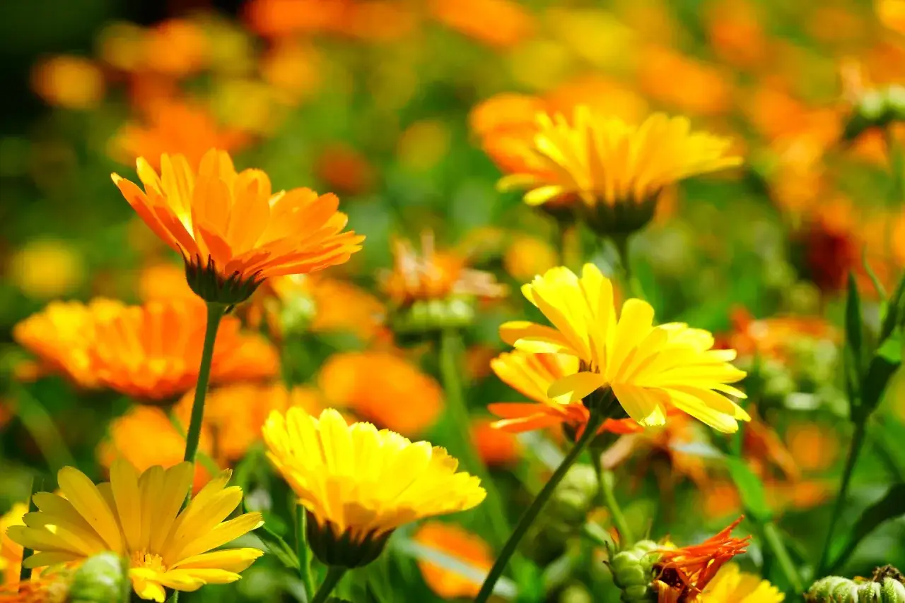 Fiori di calendula gialli e arancioni in un prato. Attenzione alle calendula controindicazioni prima dell'uso.