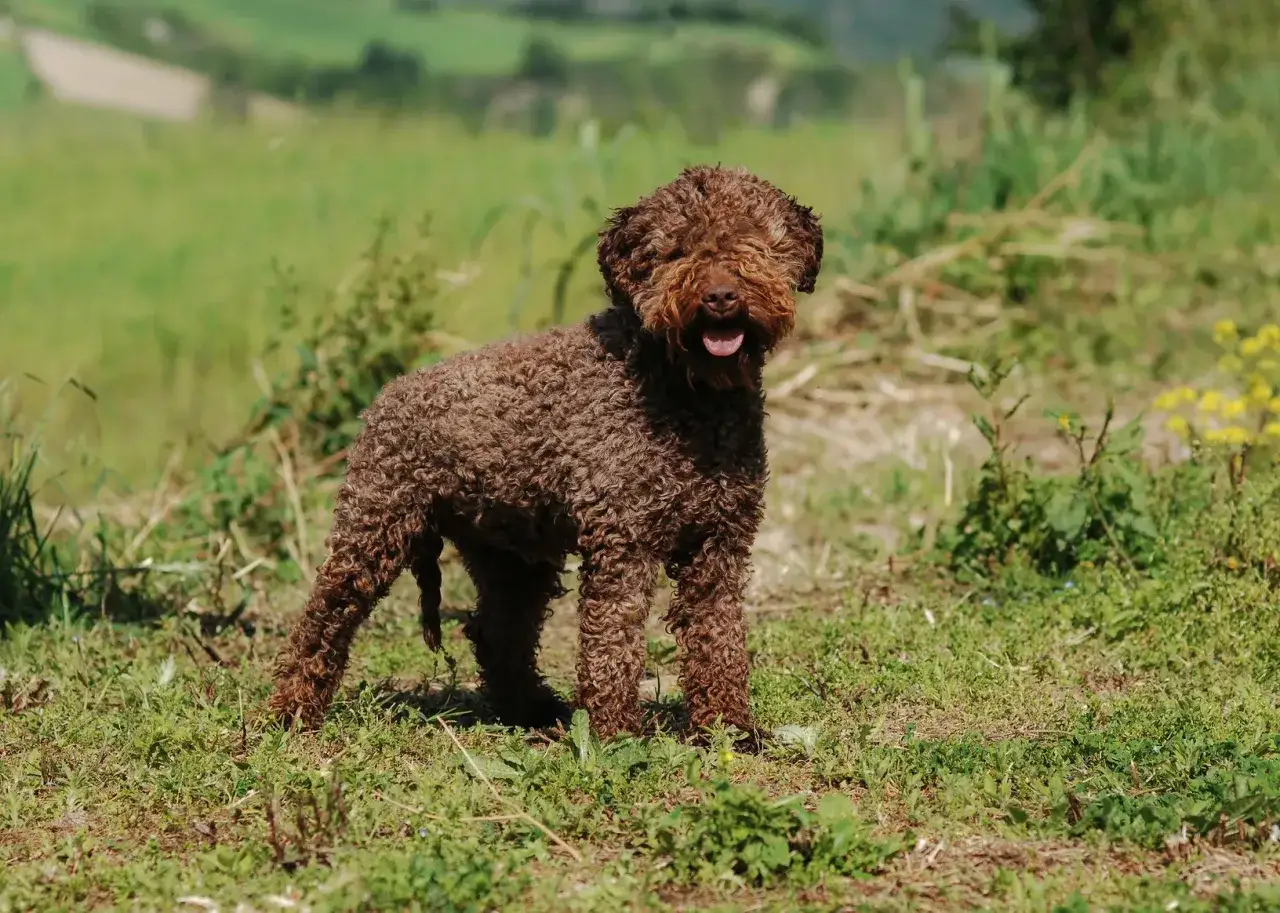 Un adorable lagotto romagnolo au pelage brun et boucl&eacute;, debout dans un champ verdoyant, la langue sortie, pr&ecirc;t pour l'aventure.