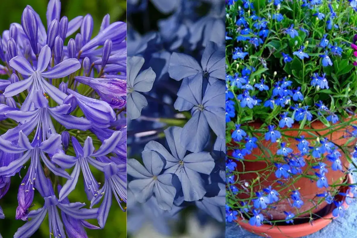 Trzy rodzaje niebieskich kwiatów: agapant, ołowian i lobelia.