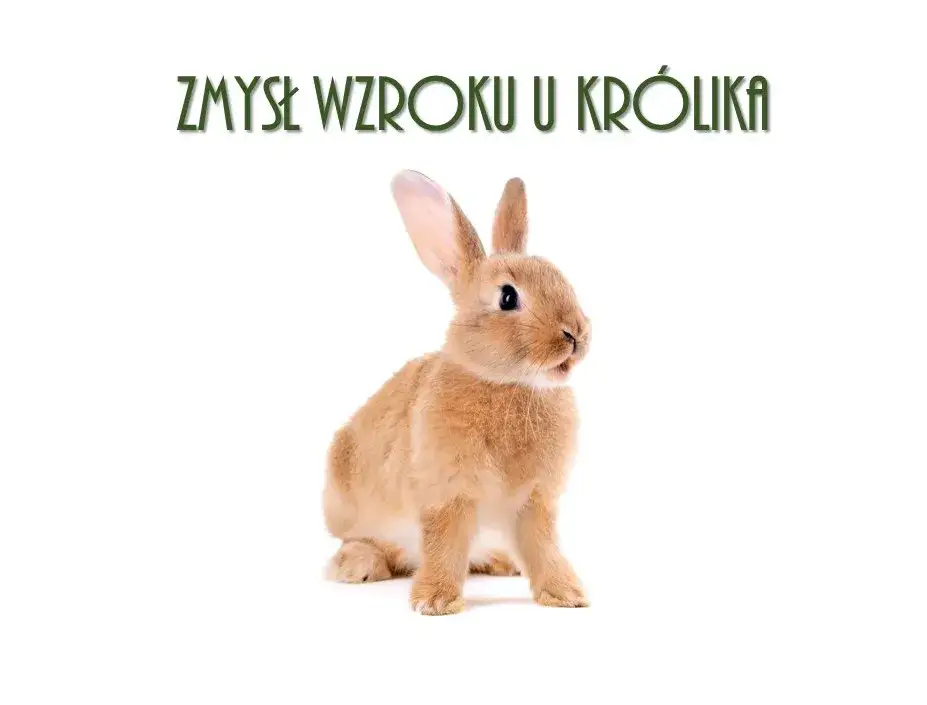 por&oacute;wnanie wzroku kr&oacute;lika i człowieka infografika