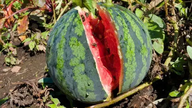 Zdjęcie Kiedy jest sezon na arbuzy? Sprawdź, kiedy są najsmaczniejsze!