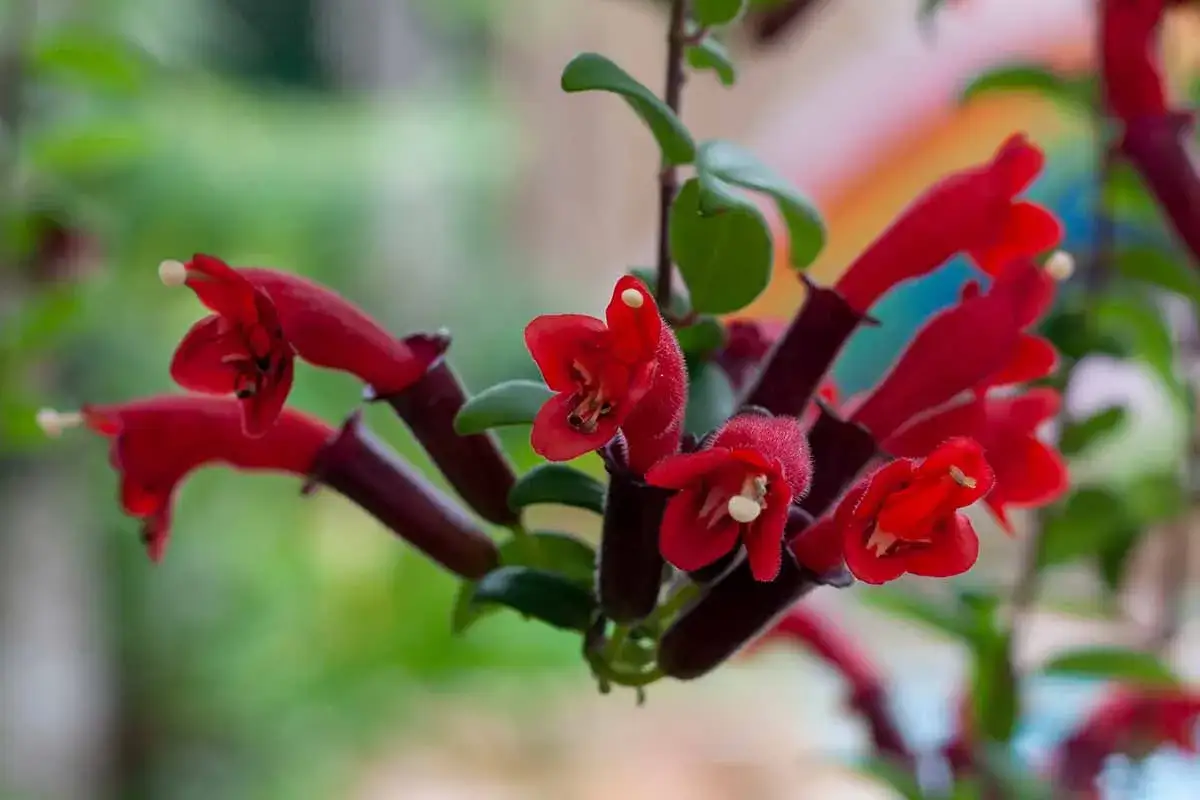 Aeschynanthus marmoratus z jaskrawoczerwonymi, dzwonkowatymi kwiatami i ciemnymi pędami.