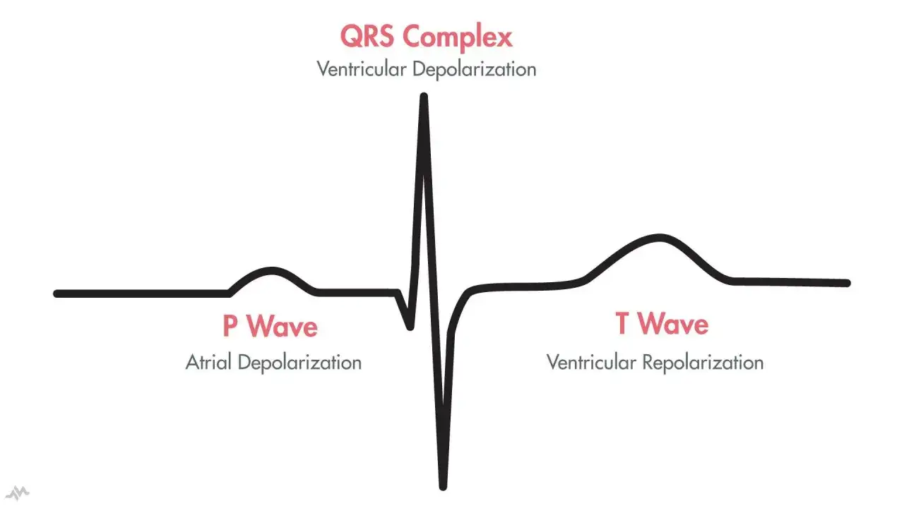 Sch&eacute;ma d'un cycle cardiaque ECG montrant les ondes P, QRS et T, repr&eacute;sentant la d&eacute;polarisation et la repolarisation des oreillettes et des ventricules.
