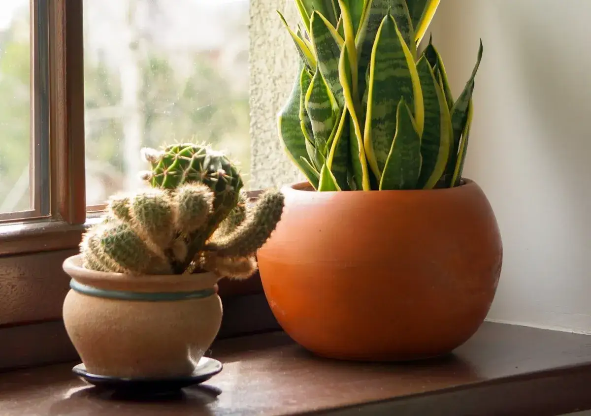 Dos plantas en macetas: un cactus y una lengua de suegra. Cuidados sencillos para ambas.