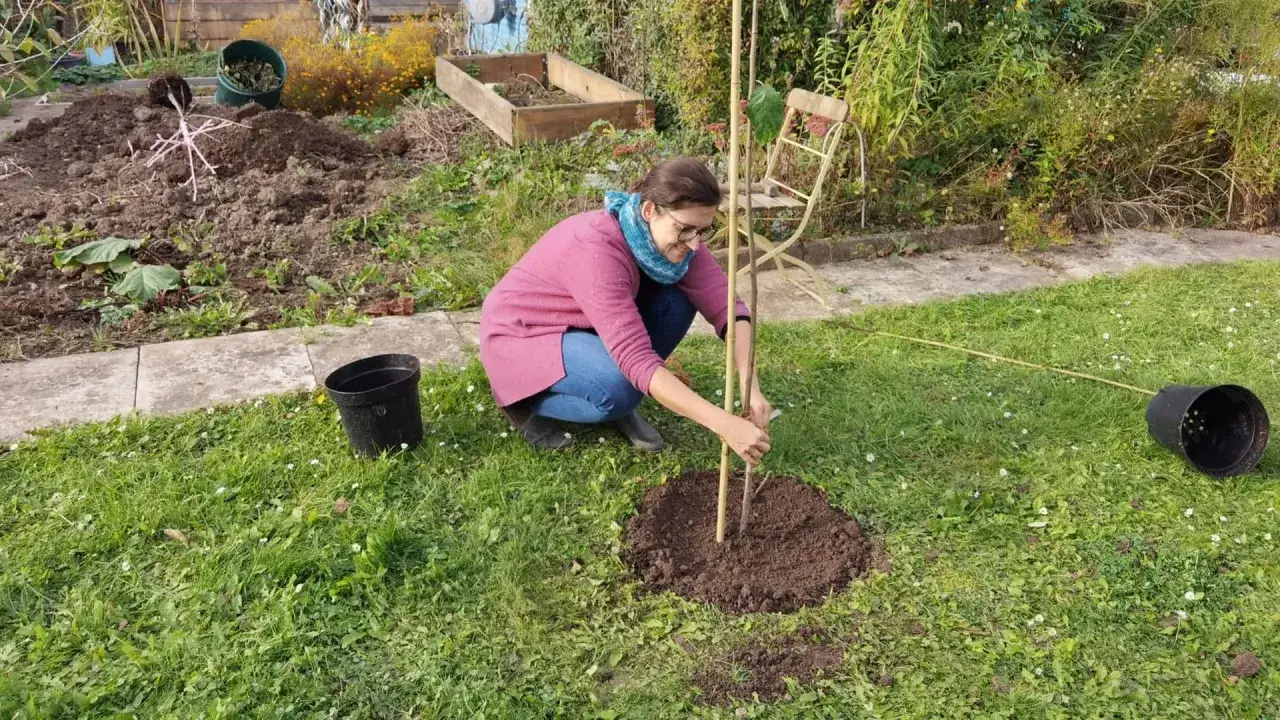 Frau pflanzt einen jungen Apfelbaum im Garten. Sie befestigt den Stamm an einem Holzpfahl.