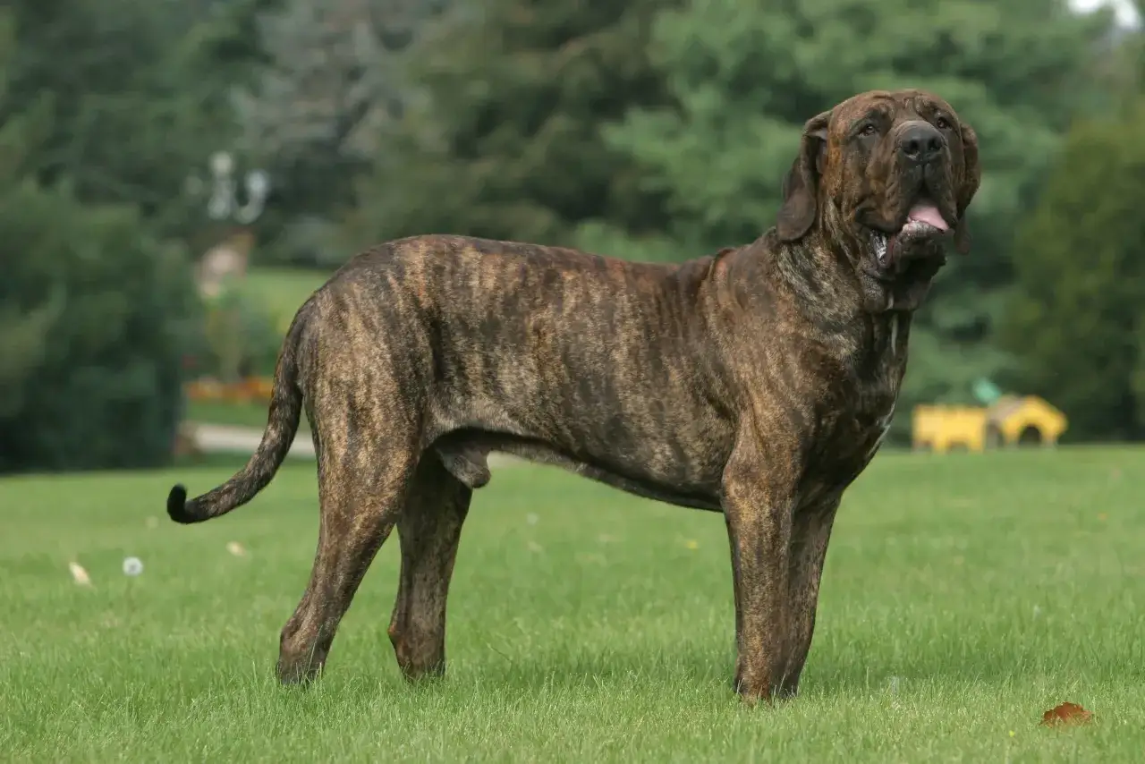 Un majestueux Fila Brasileiro, au pelage tigré, se tient fièrement dans un parc verdoyant, sa langue rose dépassant légèrement.