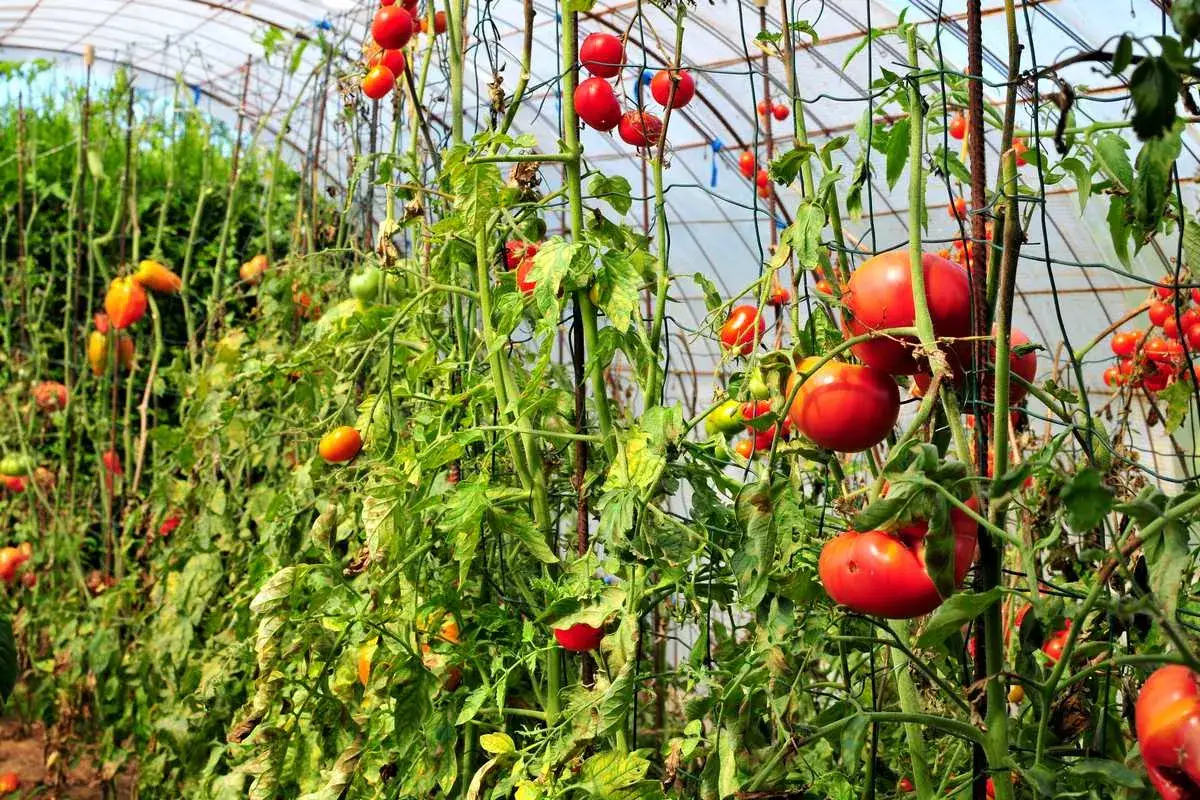 Tomates rouges et vertes mûrissant dans une serre. La question 