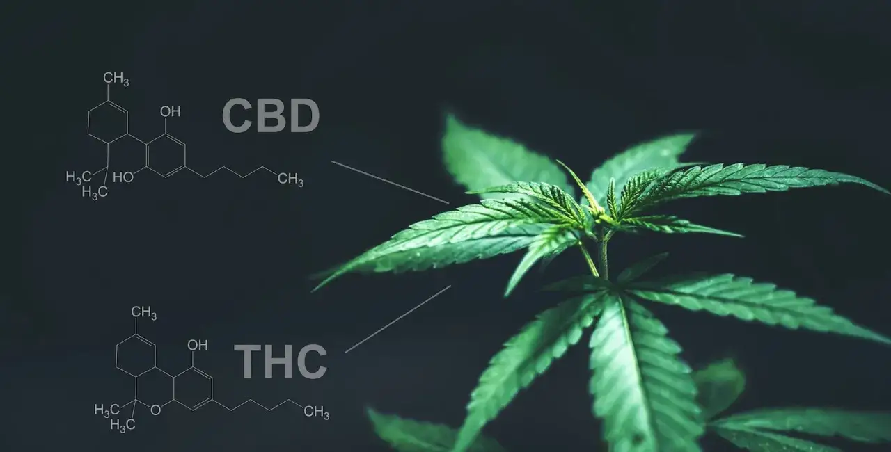 Molekuła THC na tle liścia konopi