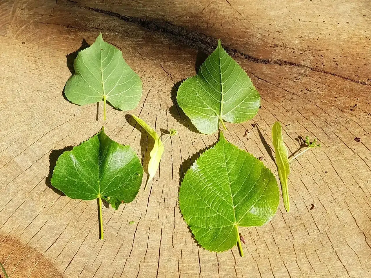 Grüne Lindenblätter und eine linde Frucht liegen auf einem Holzstamm.