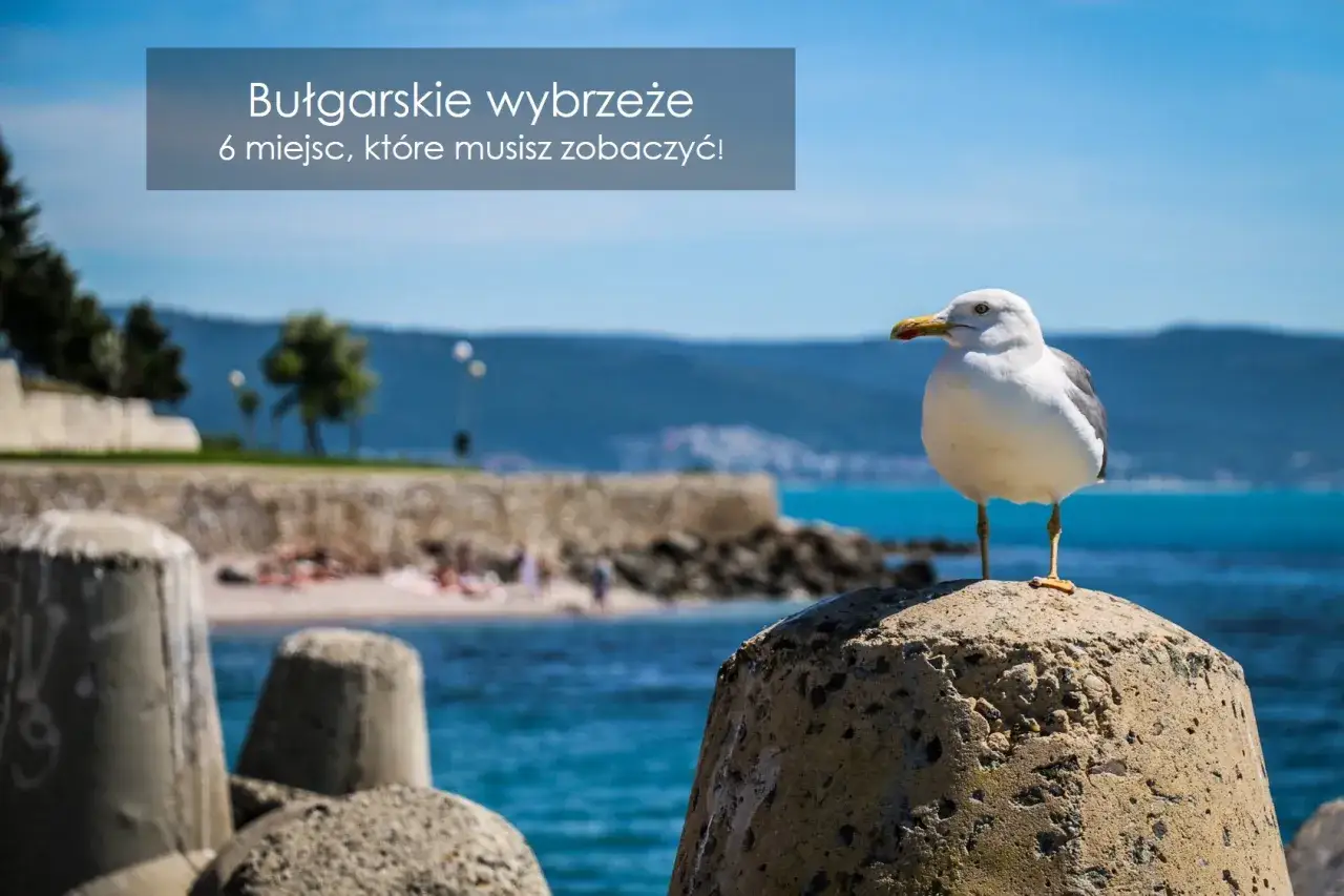 Mewa na kamieniu przy plaży. Bułgarskie wybrzeże zaprasza do odkrycia 6 miejsc nad morzem.