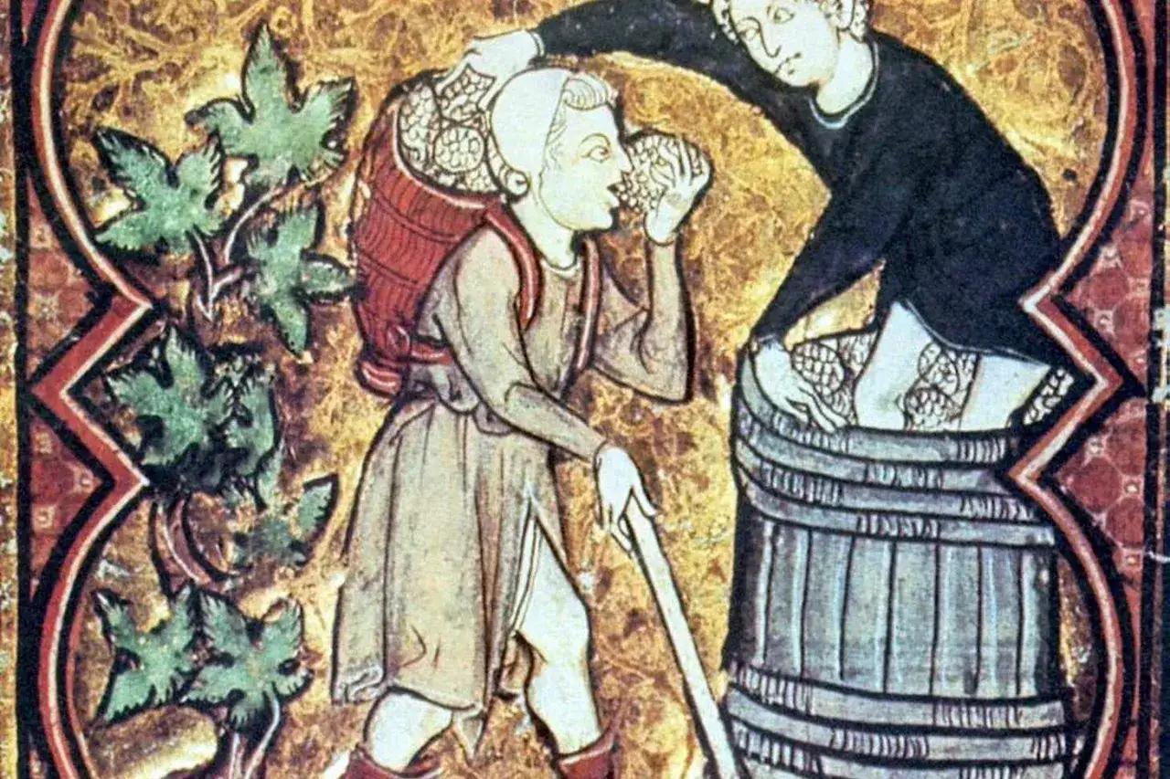 Średniowieczny ilustrator ukazuje zbiory winogron. Jeden z pracujących próbuje owoców, bo przecież **in vino veritas**.